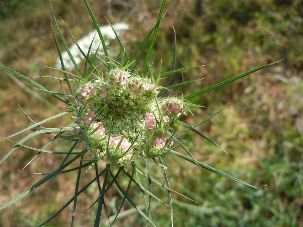 Daucus carota s.l. / Carota selvatica